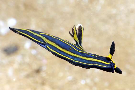 [GROS PLAN + VIDÉO] Les nudibranches du lagon livrent leurs secrets