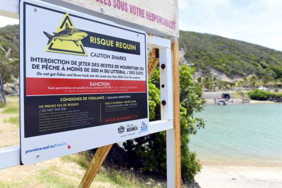 La province Sud confortée dans le choix de retirer des requins des espèces protégées
