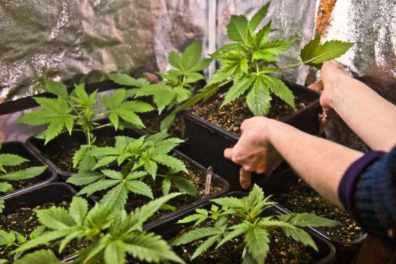 À quand le cannabis médical ?