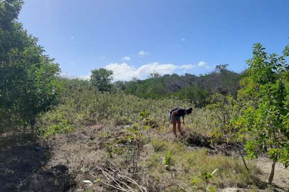 À Ouano, on fait la chasse à une plante envahissante