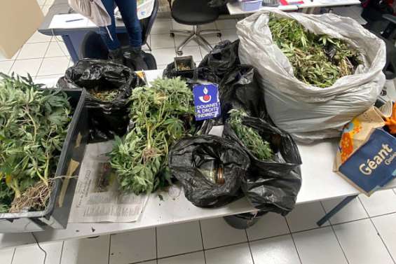 Derrière une banale maison se cachait une ferme de cannabis