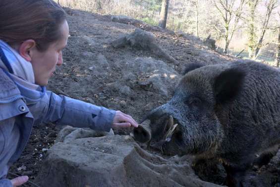 En Corrèze, Maurice le sanglier autorisé à rester dans sa famille d'accueil