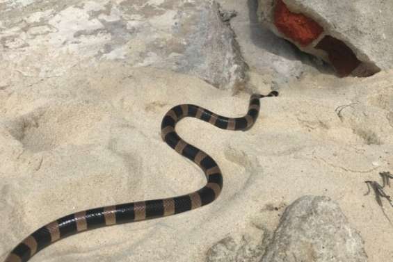 Un lâcher de tricots rayés à l'îlot Signal