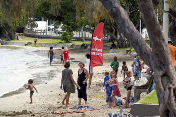 Faune, flore, qualité de l'eau... Quels sont les impacts de la barrière anti-requins ?