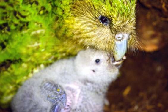 Nouvelle-Zélande : le kakapo privé de concours de beauté