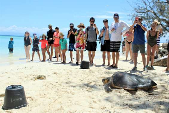 [VIDÉO] Sauvée de la noyade, une tortue retrouve sa liberté à l'îlot Amédée