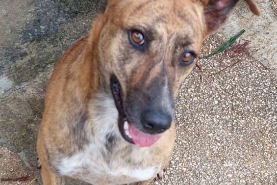 Ils cherchent un maître