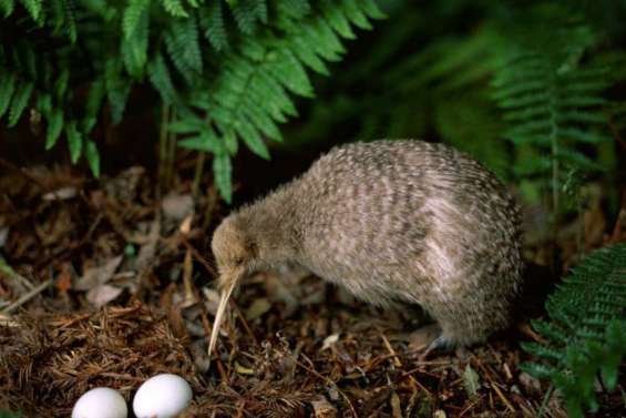 Biodiversité : cherche protecteur de kiwis