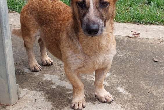 Ils cherchent un maître