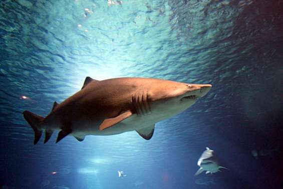 La province Sud n'a rien commis d'illégal en retirant les requins des espèces protégées