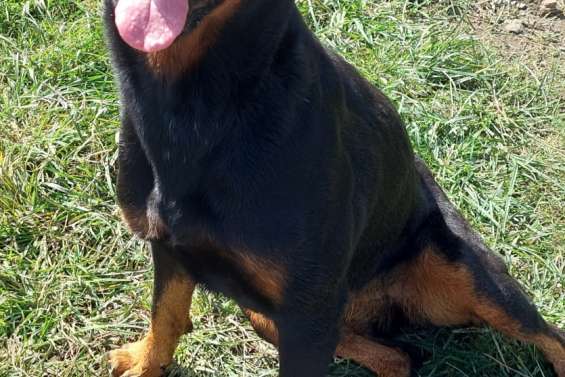 Ils cherchent un maître