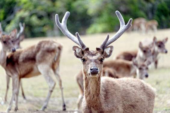 Circuit court pour la viande de cerf : texte à revoir