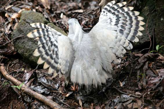 La fourmi électrique, une menace pour les cagous