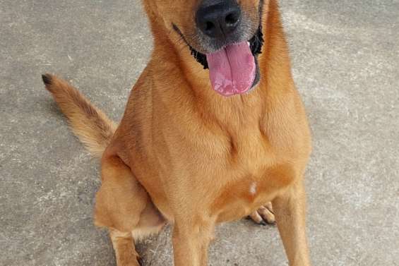 Ils cherchent un maître