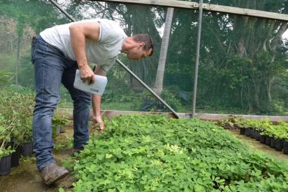 S'initier à l'agroforesterie en quatre séances