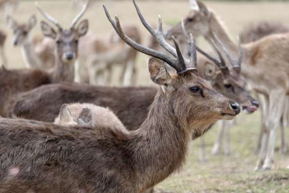 Une consultation publique sur la consommation de la viande de cerf chassée