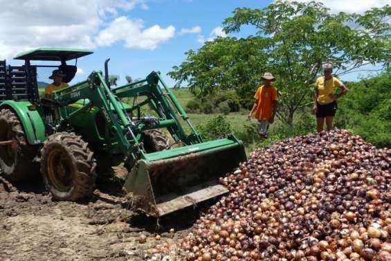 Plusieurs tonnes d'oignons gâchées dans une exploitation de Pouembout