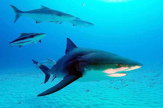 Requins : la province Sud (encore) attaquée en justice