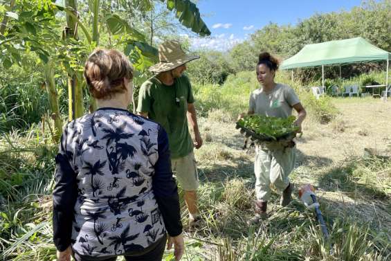 Appliquer les principes de l'agroforesterie dans son jardin, c'est possible