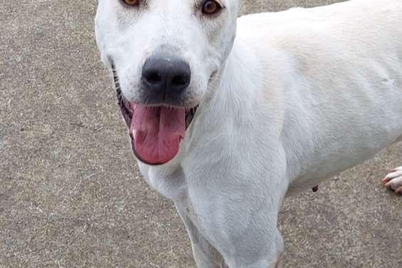 Ils cherchent un maître