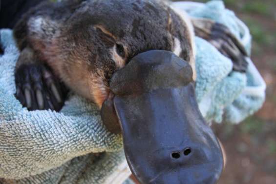 Des barrages bouchent l'horizon des ornithorynques
