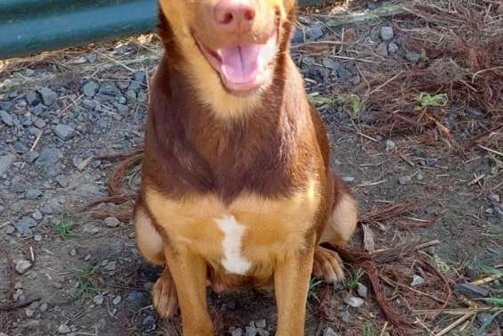 Ils cherchent un maître