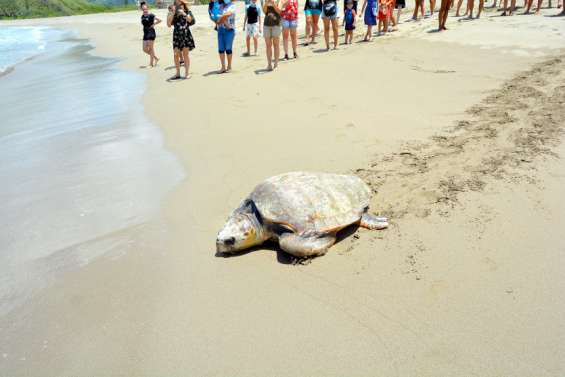 À Bourail, la saison de la ponte des tortues a bien démarré