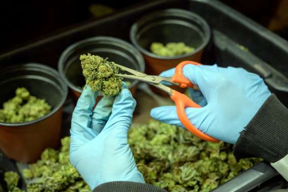 Un dealer arrêté en pleine livraison de cannabis à domicile