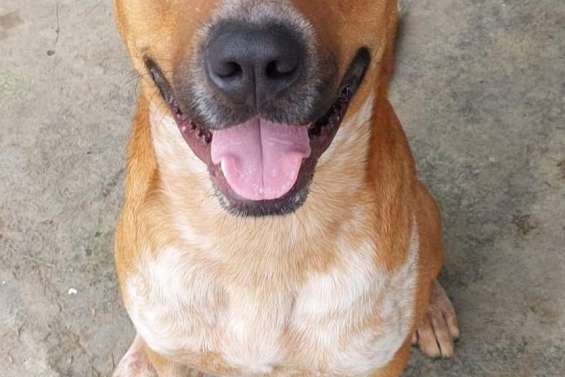 Ils cherchent un maître