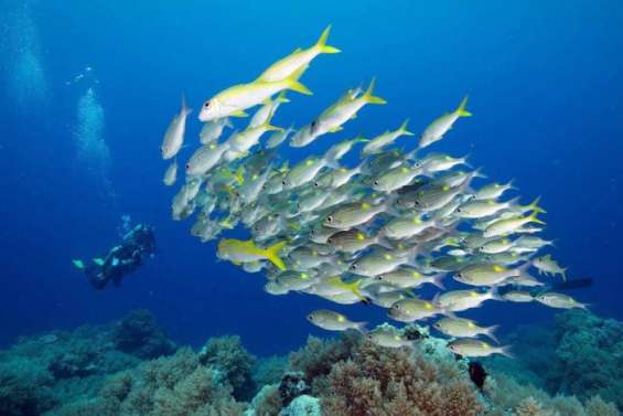 Une décennie au chevet des océans s'ouvre