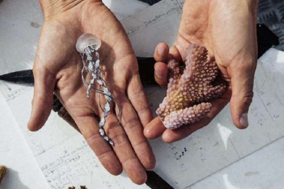 Quand la haute-joaillerie vient en aide aux récifs coralliens