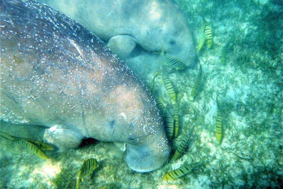 Le dugong calédonien est désormais en danger d'extinction