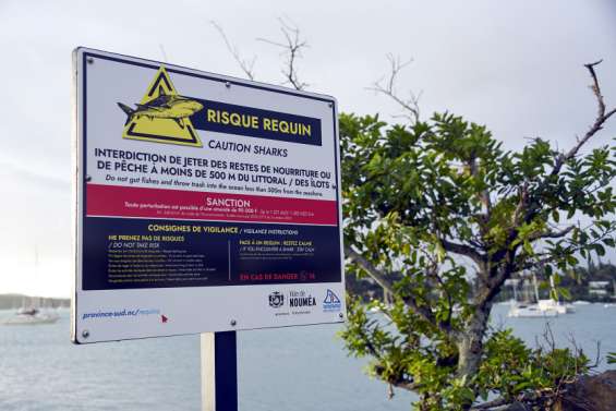 Requins : la justice ne donne toujours pas raison aux associations