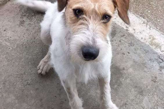 Ils cherchent un maître