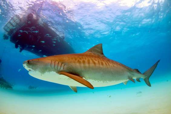 [VIDÉO] Risque requin en Nouvelle-Calédonie : les recommandations des spécialistes
