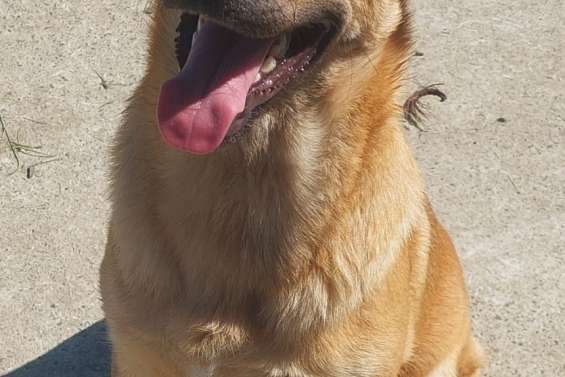 Ils cherchent un maître