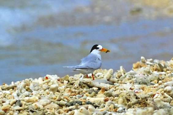 [INFOGRAPHIE] Des îlots du Sud rendus tout ou partie inaccessibles pour protéger les oiseaux marins
