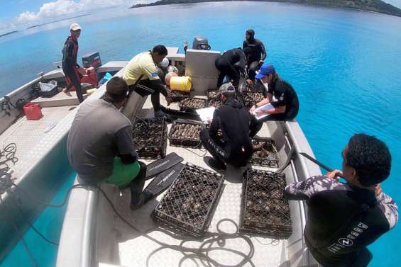 Les huîtres perlières, trésor des Gambier à protéger