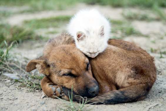L'Avenir en confiance propose de reconnaître les animaux comme des “êtres vivants doués de sensibilité”