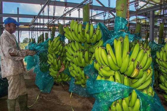 Chlordécone : des parties civiles font appel du non-lieu