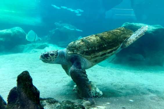 Les tortues du lagon : mieux les connaître pour mieux les protéger