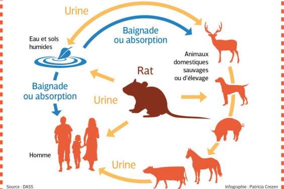 Pluie et chaleur font le lit de la leptospirose