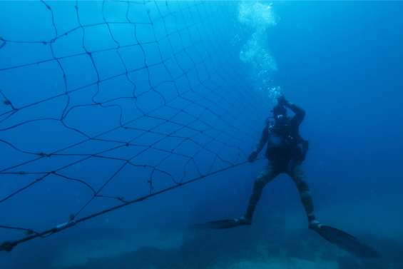 Les filets anti-requins font toujours débat
