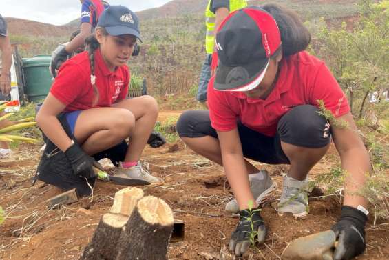 Reboisement de la vallée de La Coulée : vers des actions mieux coordonnées