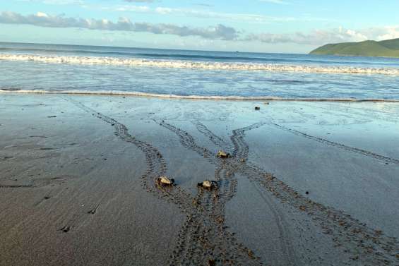 Les tortues émergent à la Roche-Percée, dans la plus grande discrétion