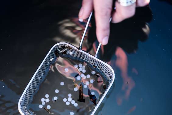 Manifestation contre la pollution aux billes de plastique