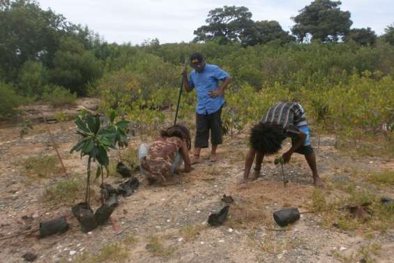 Des plants de SOS Mangroves saccagés
