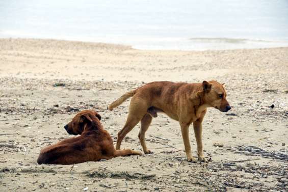Identification des chiens et des chats : le Cese rend un avis réservé sur le projet de loi du pays