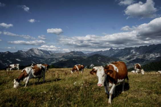 Les éleveurs alertent sur une « pénurie » de bœuf français