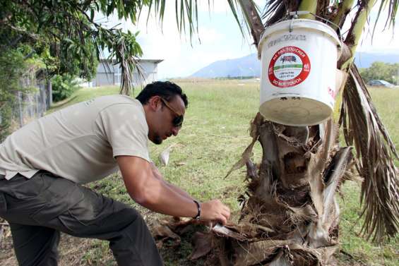 La lutte contre le scarabée rhinocéros se poursuit